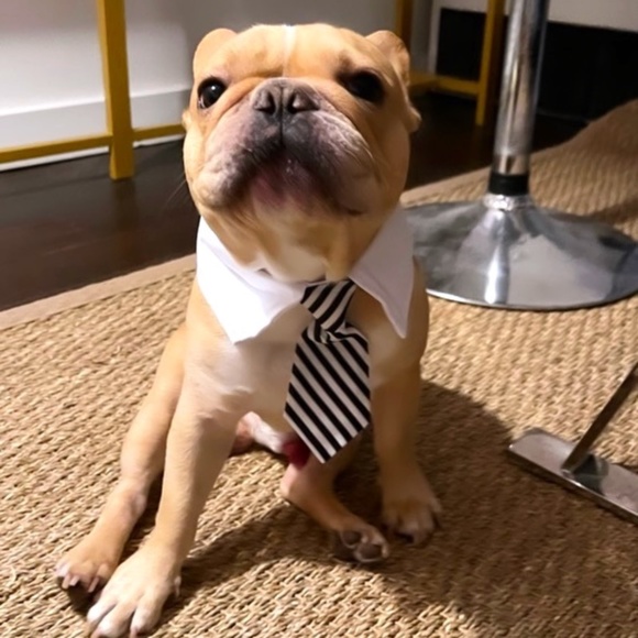 Calling all POSH Pups! Cute dress-up Party necktie costume for dogs - Picture 1 of 6